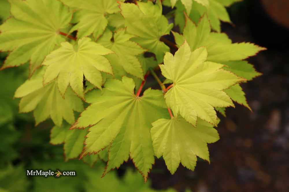 Acer shirasawanum 'Aureum' Golden Full Moon Japanese Maple - Mr Maple │ Buy Japanese Maple Trees