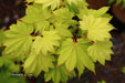 Acer shirasawanum 'Aureum' Golden Full Moon Japanese Maple - Mr Maple │ Buy Japanese Maple Trees