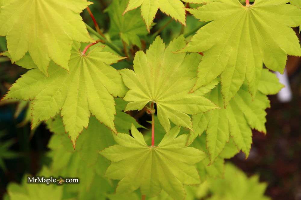 Acer shirasawanum 'Aureum' Golden Full Moon Japanese Maple - Mr Maple │ Buy Japanese Maple Trees