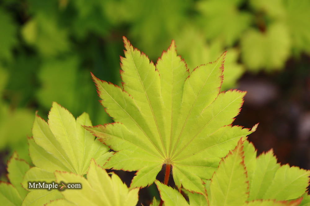 Acer shirasawanum 'Aureum' Golden Full Moon Japanese Maple - Mr Maple │ Buy Japanese Maple Trees