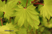 - Acer shirasawanum 'Aureum' Golden Full Moon Japanese Maple - Mr Maple │ Buy Japanese Maple Trees