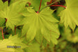 Acer shirasawanum 'Aureum' Golden Full Moon Japanese Maple - Mr Maple │ Buy Japanese Maple Trees