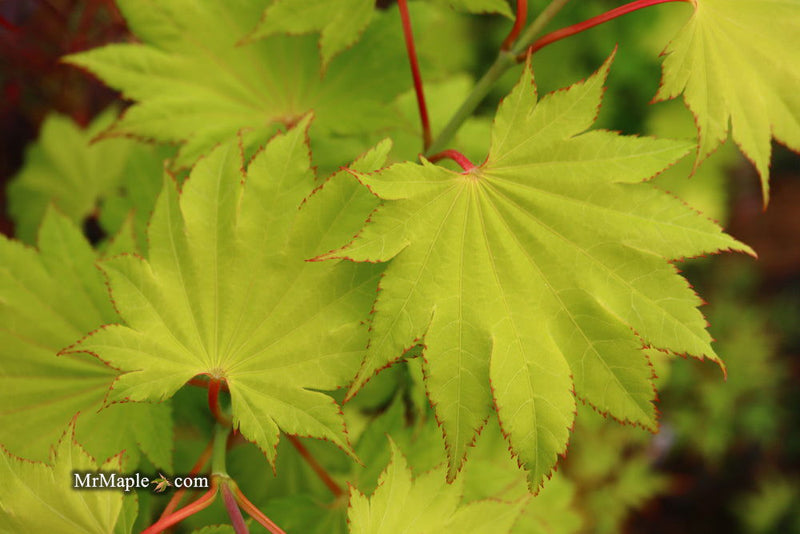 - Acer shirasawanum 'Aureum' Golden Full Moon Japanese Maple - Mr Maple │ Buy Japanese Maple Trees