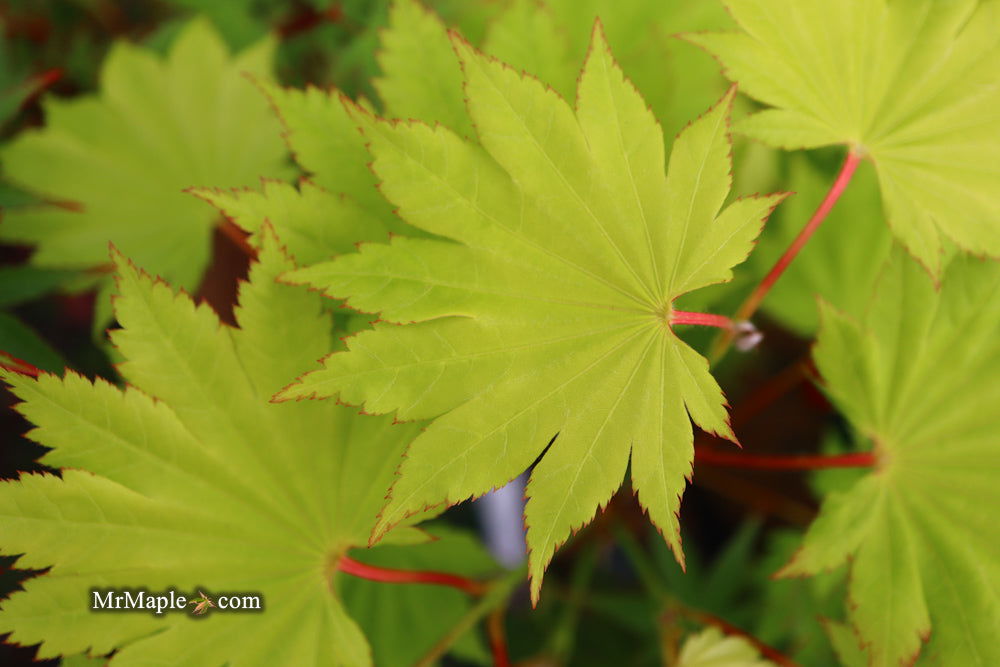 Acer shirasawanum 'Aureum' Golden Full Moon Japanese Maple - Mr Maple │ Buy Japanese Maple Trees