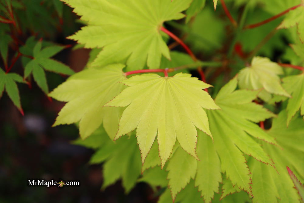 Acer shirasawanum 'Aureum' Golden Full Moon Japanese Maple - Mr Maple │ Buy Japanese Maple Trees