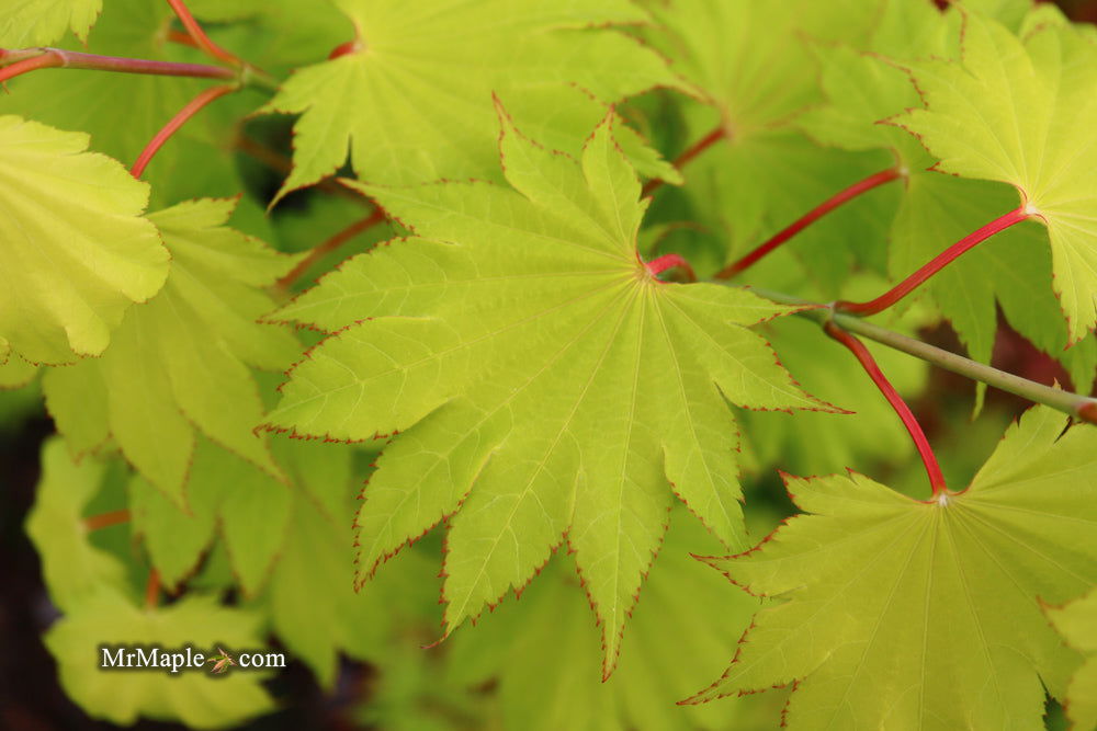 Acer shirasawanum 'Aureum' Golden Full Moon Japanese Maple - Mr Maple │ Buy Japanese Maple Trees