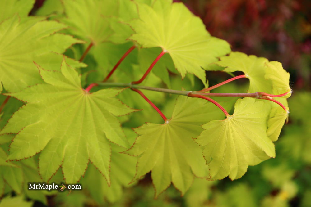 Acer shirasawanum 'Aureum' Golden Full Moon Japanese Maple - Mr Maple │ Buy Japanese Maple Trees