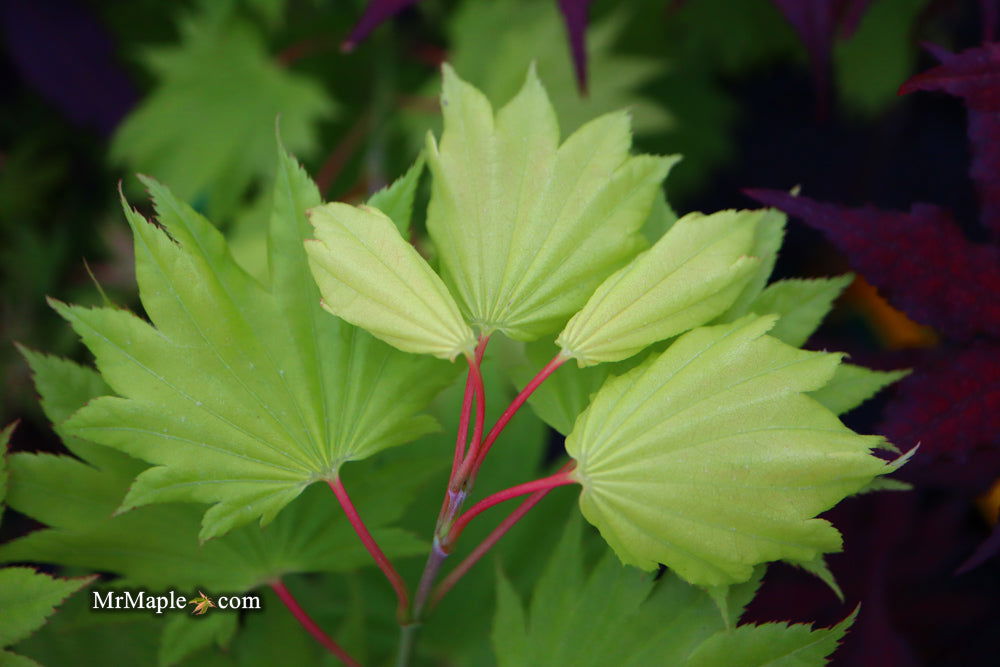 Acer shirasawanum 'Aureum' Golden Full Moon Japanese Maple - Mr Maple │ Buy Japanese Maple Trees