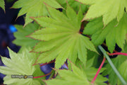 - Acer shirasawanum 'Aureum' Golden Full Moon Japanese Maple - Mr Maple │ Buy Japanese Maple Trees