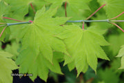 - Acer shirasawanum 'Aureum' Golden Full Moon Japanese Maple - Mr Maple │ Buy Japanese Maple Trees