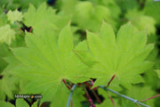 - Acer shirasawanum 'Aureum' Golden Full Moon Japanese Maple - Mr Maple │ Buy Japanese Maple Trees