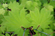 Acer shirasawanum 'Aureum' Golden Full Moon Japanese Maple - Mr Maple │ Buy Japanese Maple Trees