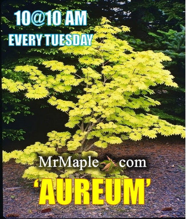 Acer shirasawanum 'Aureum' Golden Full Moon Japanese Maple - Mr Maple │ Buy Japanese Maple Trees