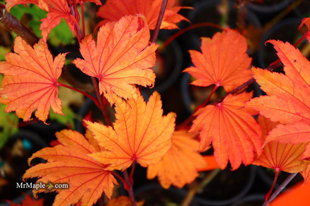 Acer shirasawanum 'Aureum' Golden Full Moon Japanese Maple - Mr Maple │ Buy Japanese Maple Trees