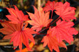 Acer shirasawanum 'Aureum' Golden Full Moon Japanese Maple - Mr Maple │ Buy Japanese Maple Trees