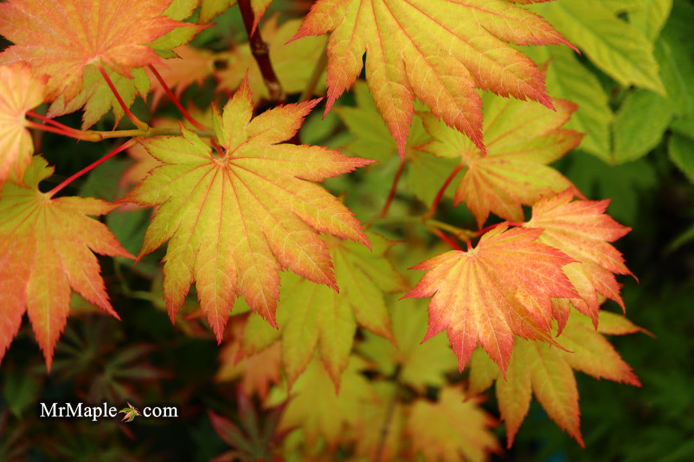 Acer shirasawanum 'Aureum' Golden Full Moon Japanese Maple - Mr Maple │ Buy Japanese Maple Trees