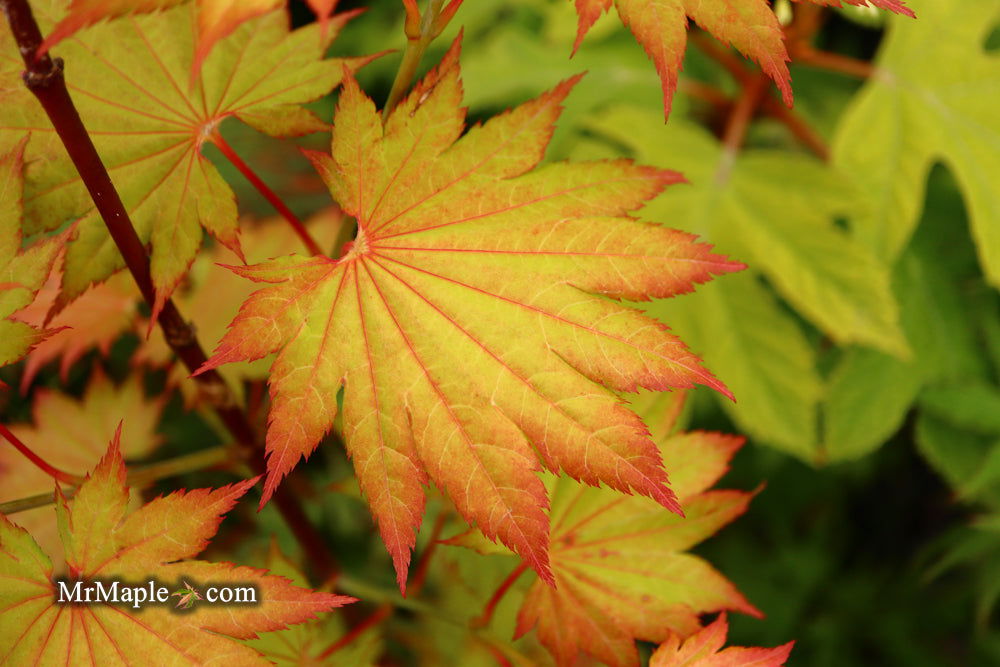 Acer shirasawanum 'Aureum' Golden Full Moon Japanese Maple - Mr Maple │ Buy Japanese Maple Trees