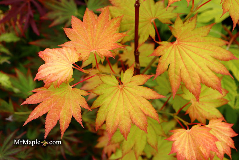 - Acer shirasawanum 'Aureum' Golden Full Moon Japanese Maple - Mr Maple │ Buy Japanese Maple Trees