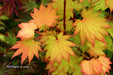 Acer shirasawanum 'Aureum' Golden Full Moon Japanese Maple - Mr Maple │ Buy Japanese Maple Trees