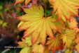 Acer shirasawanum 'Aureum' Golden Full Moon Japanese Maple - Mr Maple │ Buy Japanese Maple Trees