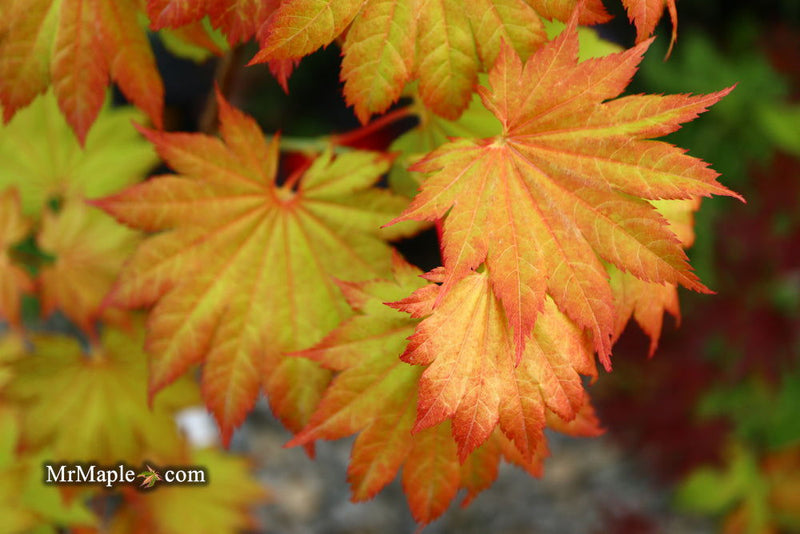 - Acer shirasawanum 'Aureum' Golden Full Moon Japanese Maple - Mr Maple │ Buy Japanese Maple Trees