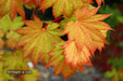 Acer shirasawanum 'Aureum' Golden Full Moon Japanese Maple - Mr Maple │ Buy Japanese Maple Trees