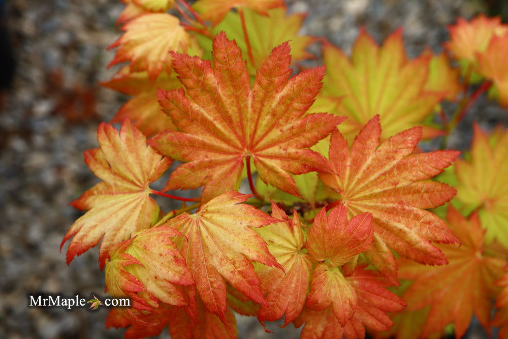 Acer shirasawanum 'Aureum' Golden Full Moon Japanese Maple - Mr Maple │ Buy Japanese Maple Trees