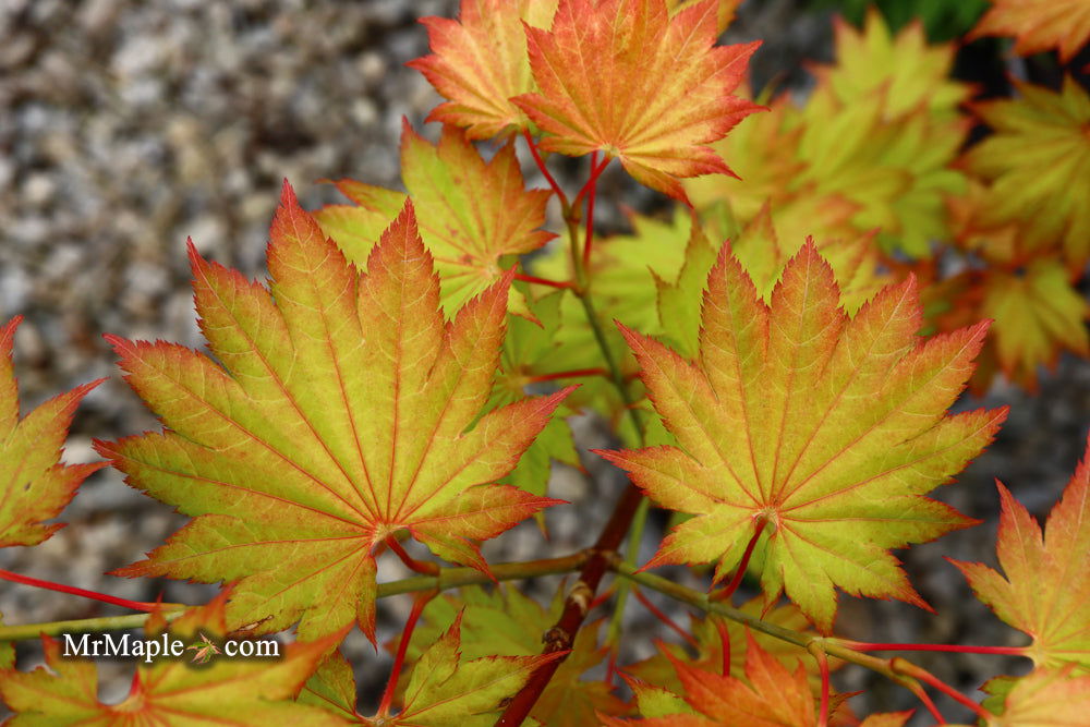 Acer shirasawanum 'Aureum' Golden Full Moon Japanese Maple - Mr Maple │ Buy Japanese Maple Trees