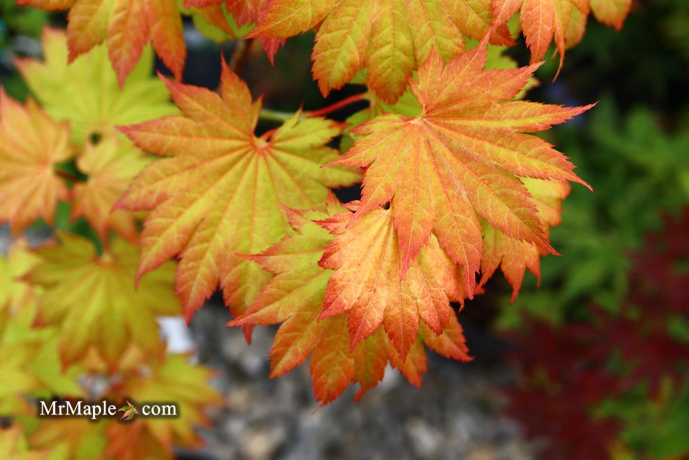 Acer shirasawanum 'Aureum' Golden Full Moon Japanese Maple - Mr Maple │ Buy Japanese Maple Trees