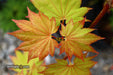 Acer shirasawanum 'Aureum' Golden Full Moon Japanese Maple - Mr Maple │ Buy Japanese Maple Trees