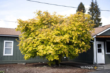 - Acer shirasawanum 'Autumn Moon' Full Moon Japanese Maple - Mr Maple │ Buy Japanese Maple Trees