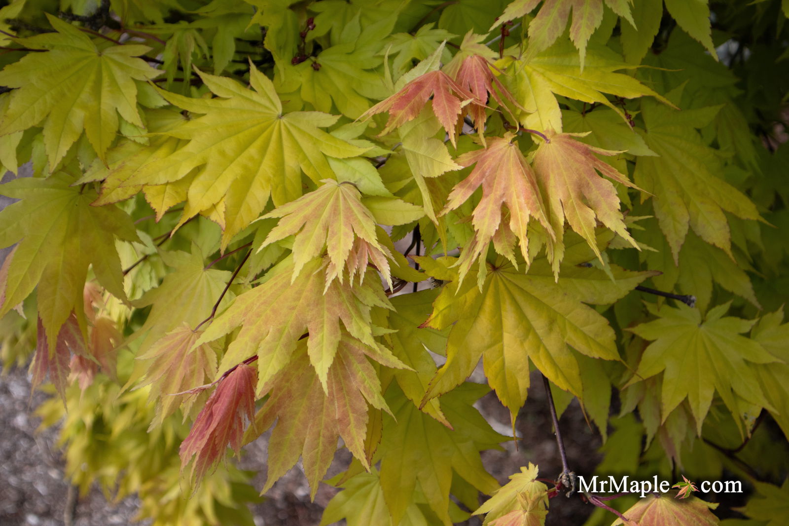 その他 MapleTree Buy Acer shirasawanum 'Autumn Moon' Full Moon Japanese Maple — Mr
