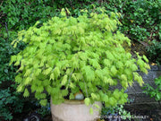 - Acer shirasawanum ‘Bashful' Dwarf Full Moon Japanese Maple - Mr Maple │ Buy Japanese Maple Trees