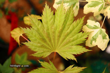 - Acer shirasawanum ‘Bashful' Dwarf Full Moon Japanese Maple - Mr Maple │ Buy Japanese Maple Trees