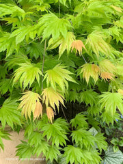 - Acer shirasawanum ‘Bashful' Dwarf Full Moon Japanese Maple - Mr Maple │ Buy Japanese Maple Trees