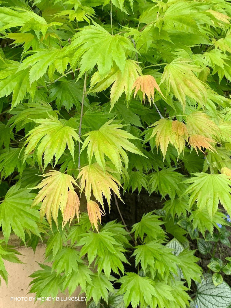 - Acer shirasawanum ‘Bashful' Dwarf Full Moon Japanese Maple - Mr Maple │ Buy Japanese Maple Trees