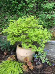 - Acer shirasawanum ‘Bashful' Dwarf Full Moon Japanese Maple - Mr Maple │ Buy Japanese Maple Trees