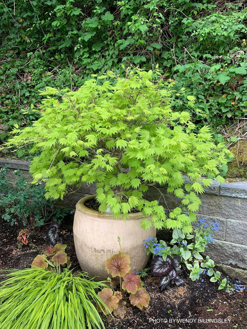 - Acer shirasawanum ‘Bashful' Dwarf Full Moon Japanese Maple - Mr Maple │ Buy Japanese Maple Trees
