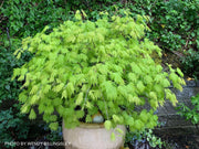 - Acer shirasawanum ‘Bashful' Dwarf Full Moon Japanese Maple - Mr Maple │ Buy Japanese Maple Trees