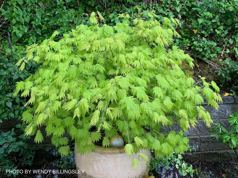 - Acer shirasawanum ‘Bashful' Dwarf Full Moon Japanese Maple - Mr Maple │ Buy Japanese Maple Trees