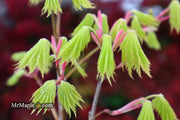 - Acer shirasawanum ‘Bashful' Dwarf Full Moon Japanese Maple - Mr Maple │ Buy Japanese Maple Trees