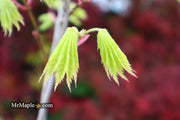 - Acer shirasawanum ‘Bashful' Dwarf Full Moon Japanese Maple - Mr Maple │ Buy Japanese Maple Trees