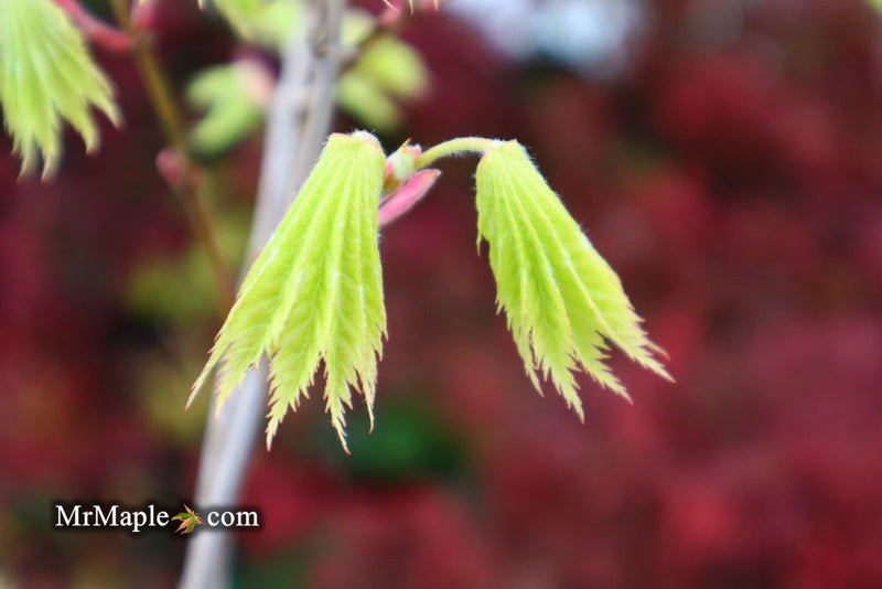 - Acer shirasawanum ‘Bashful' Dwarf Full Moon Japanese Maple - Mr Maple │ Buy Japanese Maple Trees