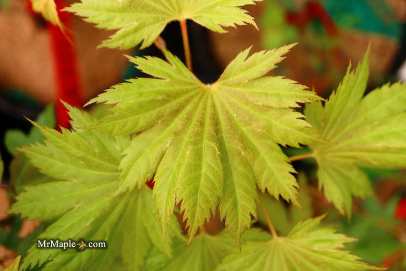 - Acer shirasawanum ‘Bashful' Dwarf Full Moon Japanese Maple - Mr Maple │ Buy Japanese Maple Trees