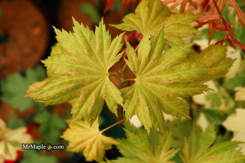 - Acer shirasawanum ‘Bashful' Dwarf Full Moon Japanese Maple - Mr Maple │ Buy Japanese Maple Trees