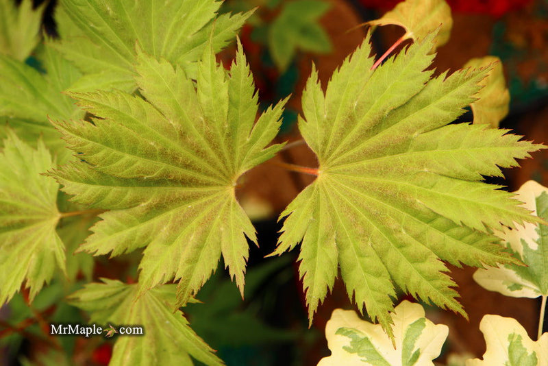 - Acer shirasawanum ‘Bashful' Dwarf Full Moon Japanese Maple - Mr Maple │ Buy Japanese Maple Trees