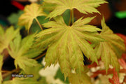 - Acer shirasawanum ‘Bashful' Dwarf Full Moon Japanese Maple - Mr Maple │ Buy Japanese Maple Trees