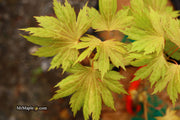 - Acer shirasawanum ‘Bashful' Dwarf Full Moon Japanese Maple - Mr Maple │ Buy Japanese Maple Trees