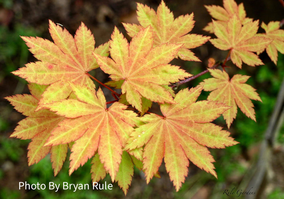 '- Acer shirasawanum 'Blue Moon' Full Moon Japanese Maple - Mr Maple │ Buy Japanese Maple Trees