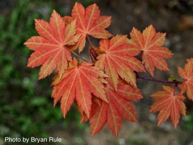 - Acer shirasawanum 'Blue Moon' Full Moon Japanese Maple - Mr Maple │ Buy Japanese Maple Trees